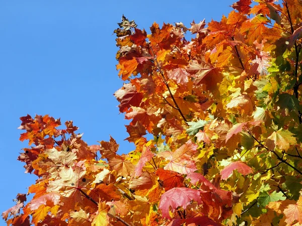 Maple autumn leafs — Stock Photo, Image