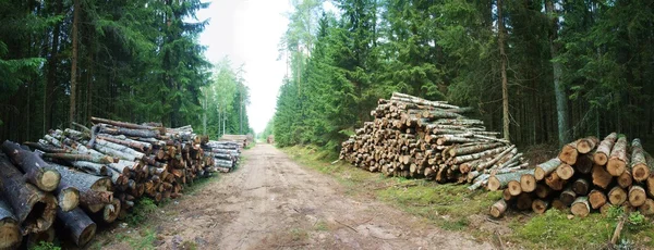 El camino del bosque —  Fotos de Stock