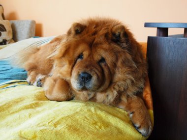 Chow chow köpek