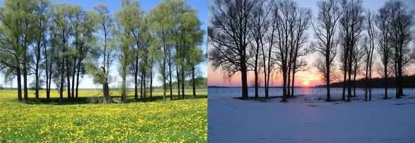 Zwei Ansichten: Bäume im Feld — Stockfoto