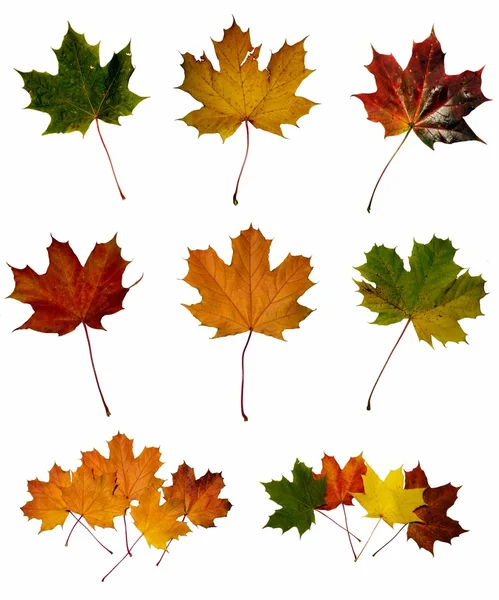 Maple Leafs — Stockfoto