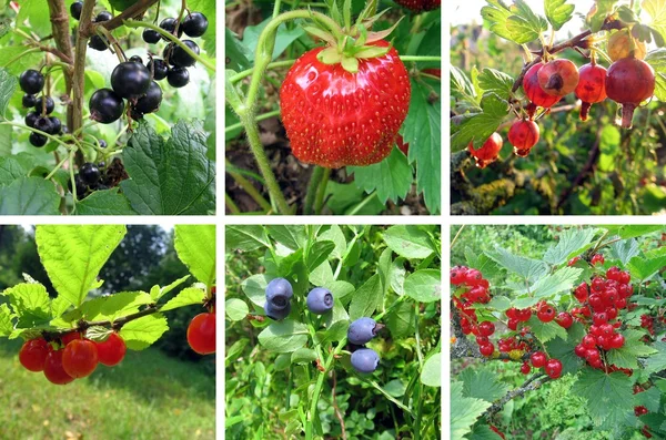 stock image Berries set up collection