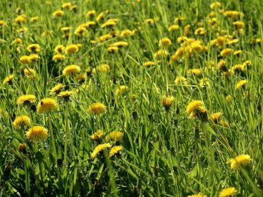 Çayırda sowthistle