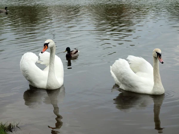 stock image Two swans