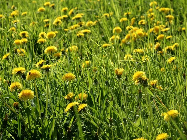 stock image Sowthistle in the meadow