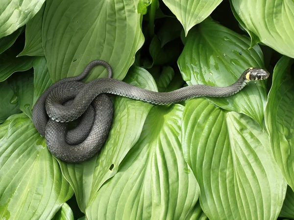 La serpiente de hierba —  Fotos de Stock