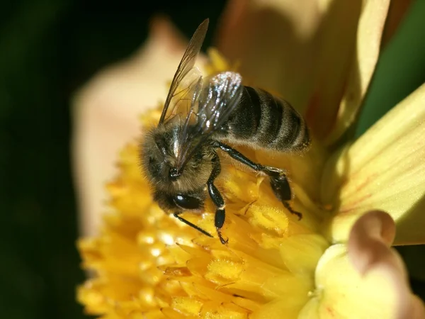 L'abeille au travail — Photo