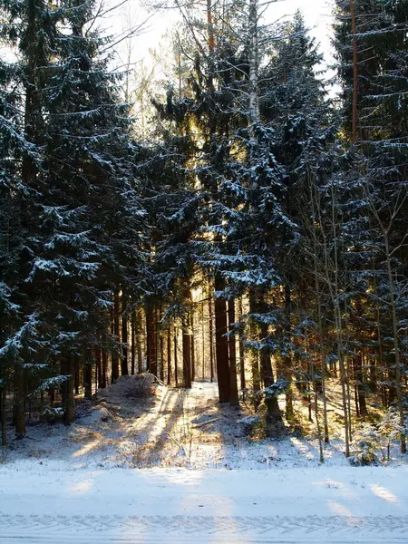 Свет, зима и деревья — стоковое фото