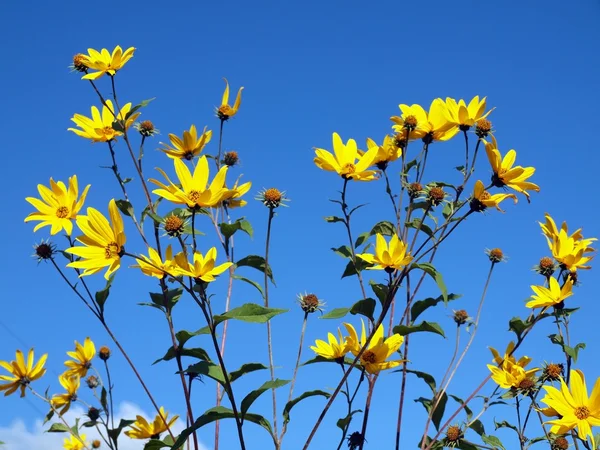 天空和黄色的花朵 — 图库照片