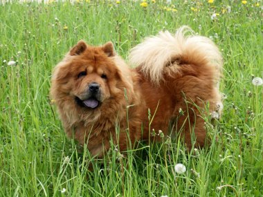 perro chow chow marrones