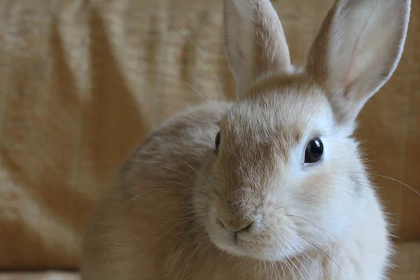关闭了金色兔子的肖像 免版税图库图片