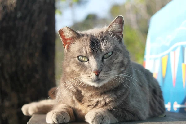 stock image Portrait of a gray cat on a bench