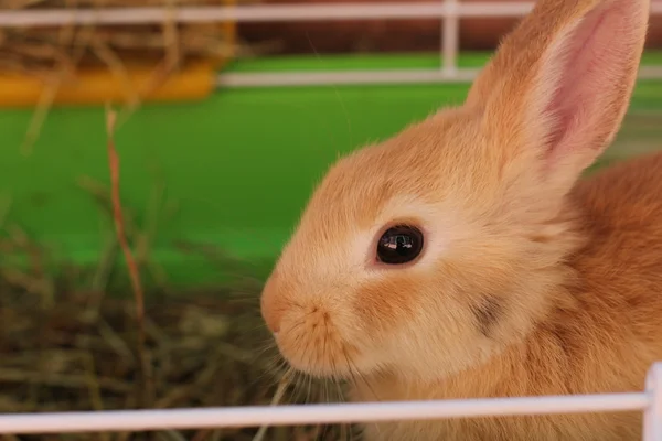 Сладкий кролик на сене — стоковое фото