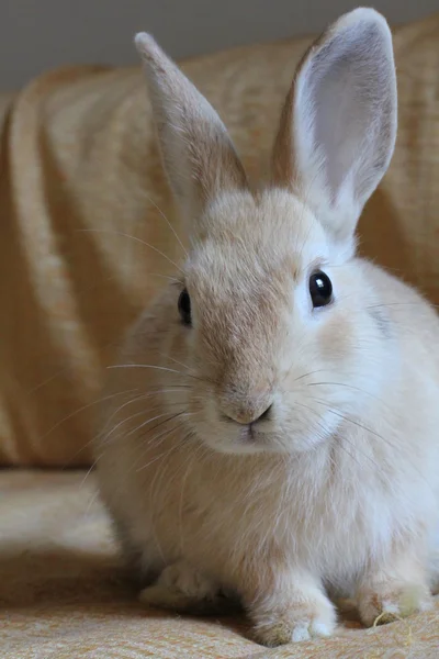 Close up van gouden bunny met bruine ogen — Stockfoto