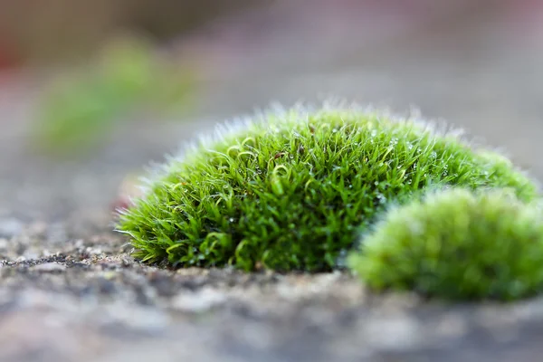 Stock image Macro detail of moss