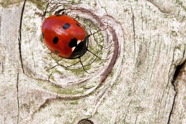 坐在木头上的瓢虫 — 图库照片