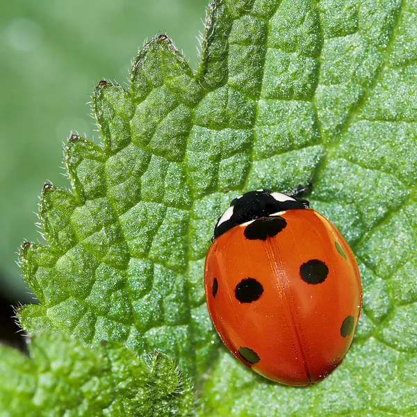 Ladybug sitting on leaf — Stock Photo, Image