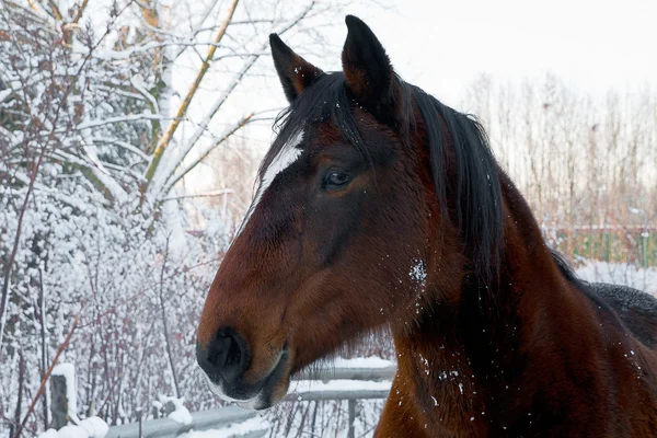 stock image Horse head