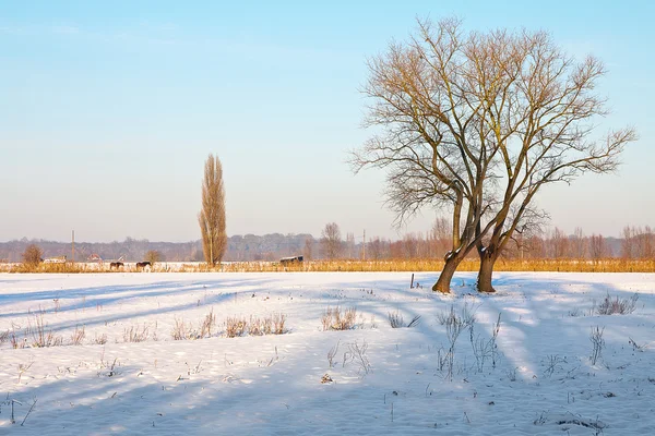 stock image Landscape covered with snow