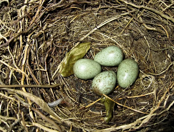 stock image Thrush eggs in bird nest