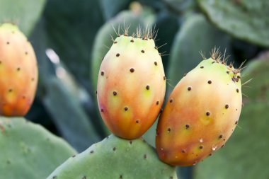 Prickly pear on cactus clipart