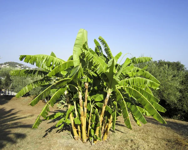 Impianto di banane — Foto Stock