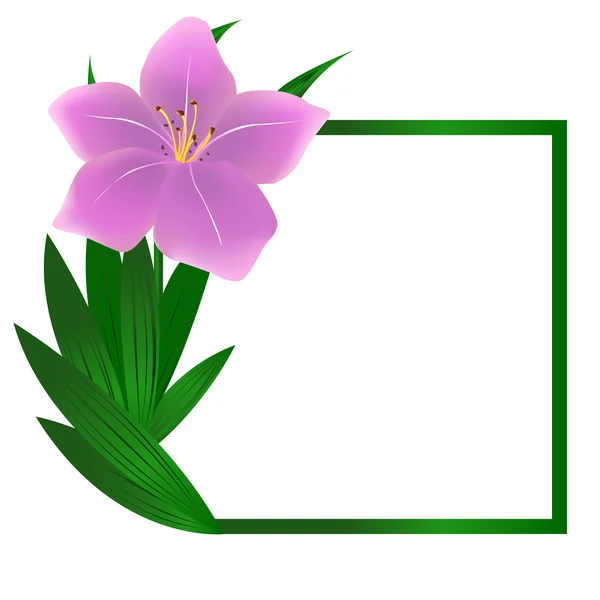 美しい正方形のユリの花の背景 — ストックベクタ