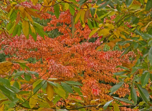 Rode bladeren van Japanse Esdoorns — Stockfoto