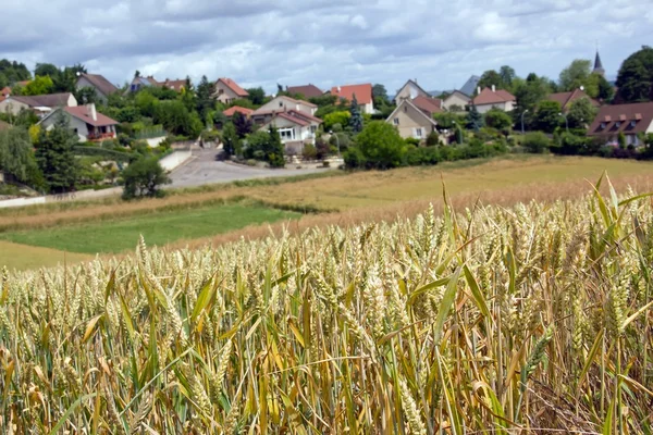 Пшеничные поля на холме — стоковое фото