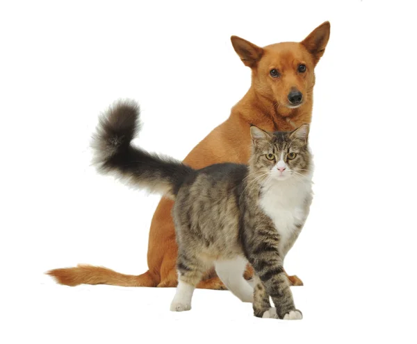 Собака и кошка смотрят в камеру — стоковое фото