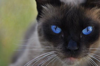 Behind my cat´s blue eyes clipart