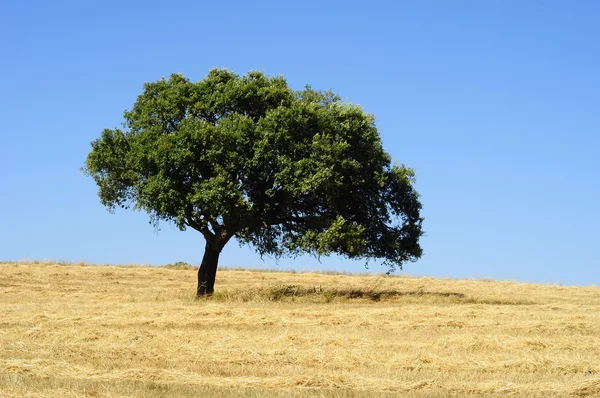 alentejo budur