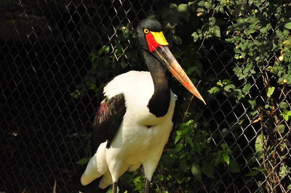 stock image Bird with the german flag