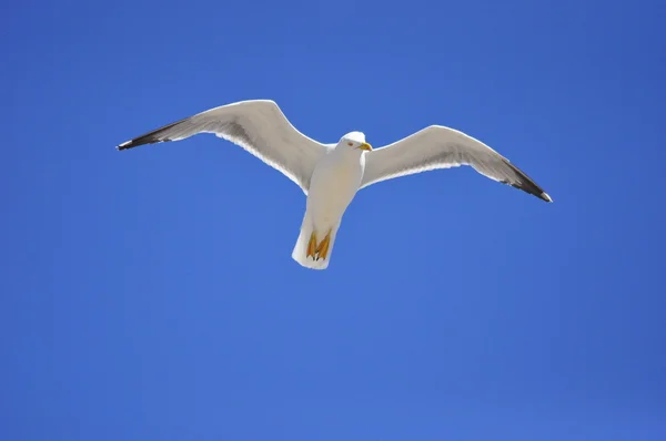 Seagull zweven Stockfoto