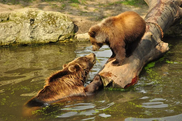 Beren spelen Stockfoto