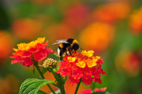 Po prostu pszczoły i niektóre kwiaty — Zdjęcie stockowe