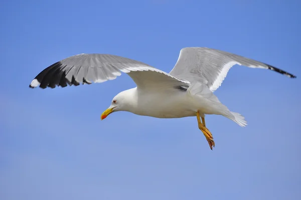 Seagull zweven Stockafbeelding