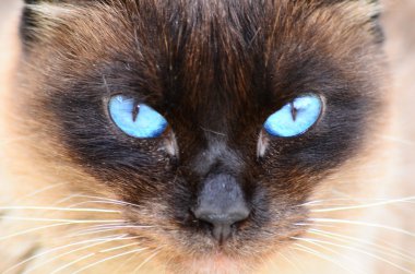 Behind my cat´s blue eyes clipart