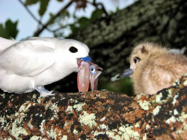 White Ferry Tern feeds her young chick clipart