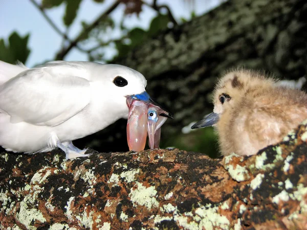 stock image White Ferry Tern feeds her young chick