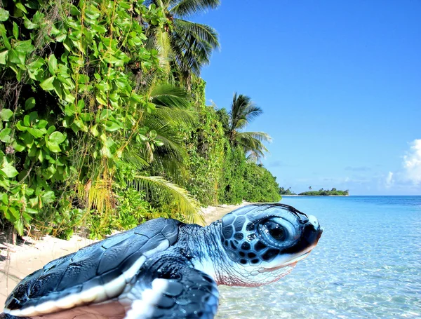 stock image Baby sea turtle goes out to see