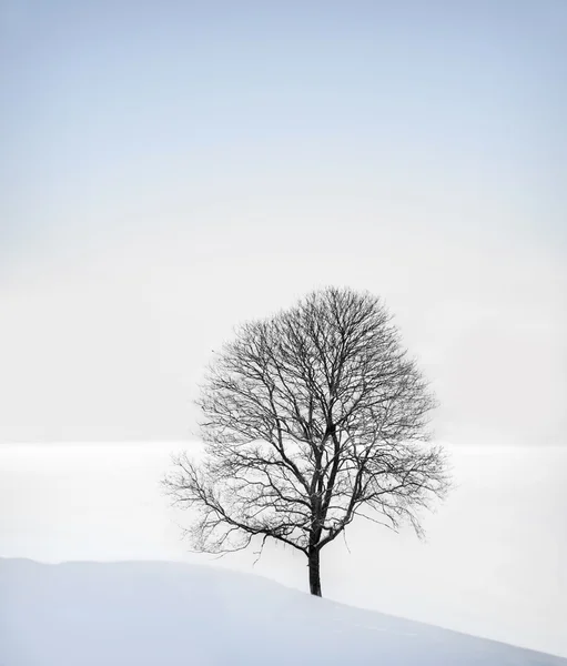 Albero in inverno — Foto Stock