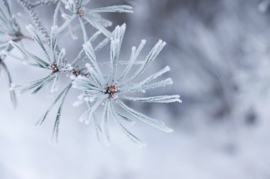 Frozen needles clipart