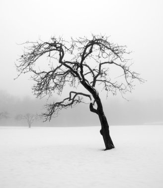 Bare tree in winter clipart