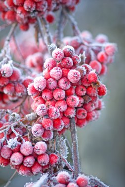 Icy rowan berries clipart