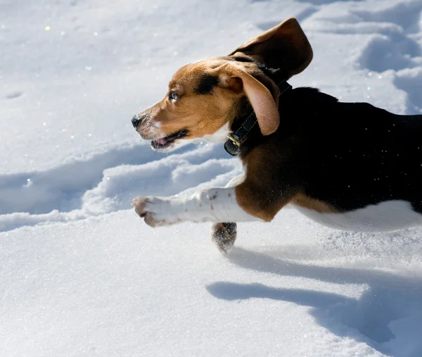 Beagle yavru karda