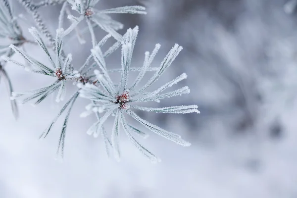 Frozen needles — Stock Photo, Image