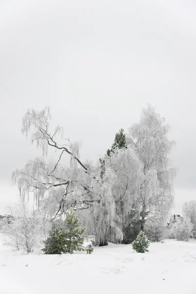 Strom v zimě — Stock fotografie