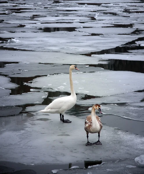 Лебеди на льду — стоковое фото