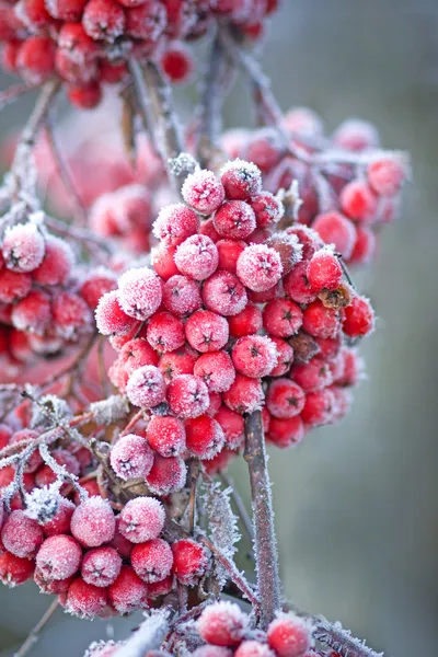 冰冷的罗恩浆果 — 图库照片
